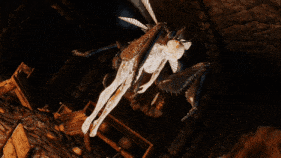 【巨乳 虫交 后入 爆操 爆射 中出】新作-Insect Seedbed-第2张图片-萌站 【巨乳 虫交 后入 爆操 爆射 中出】新作-Insect Seedbed-第2张图片-萌站
